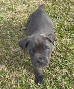 buy cane corso
