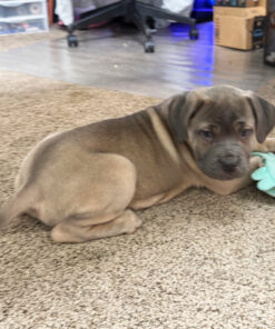 Alternative view of Cruzanto Cane Corso