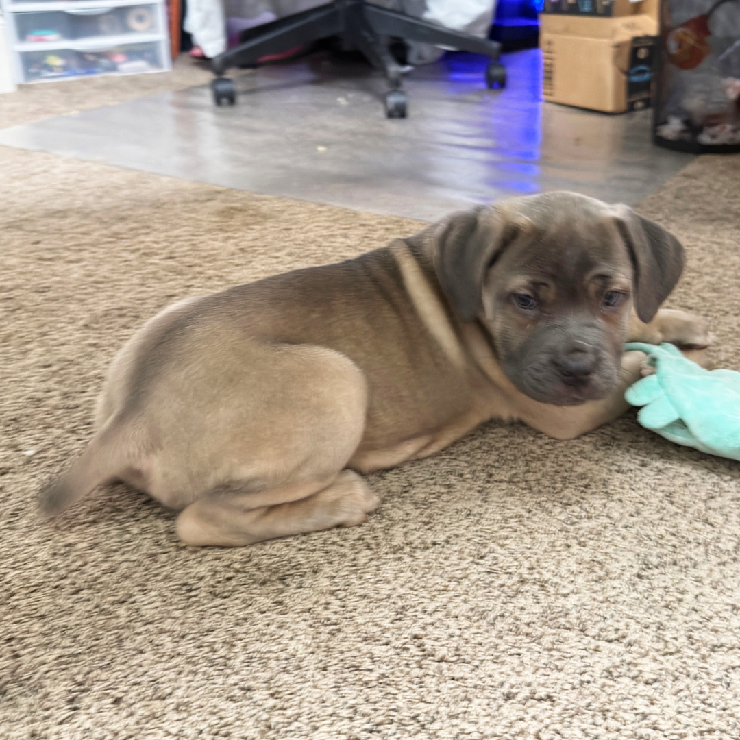 buying a cane corso puppy