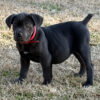 buy cane corso