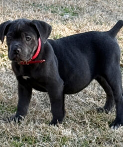 buy cane corso