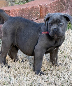 Alternative view of Yella