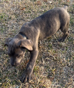 Alternative view of Urania