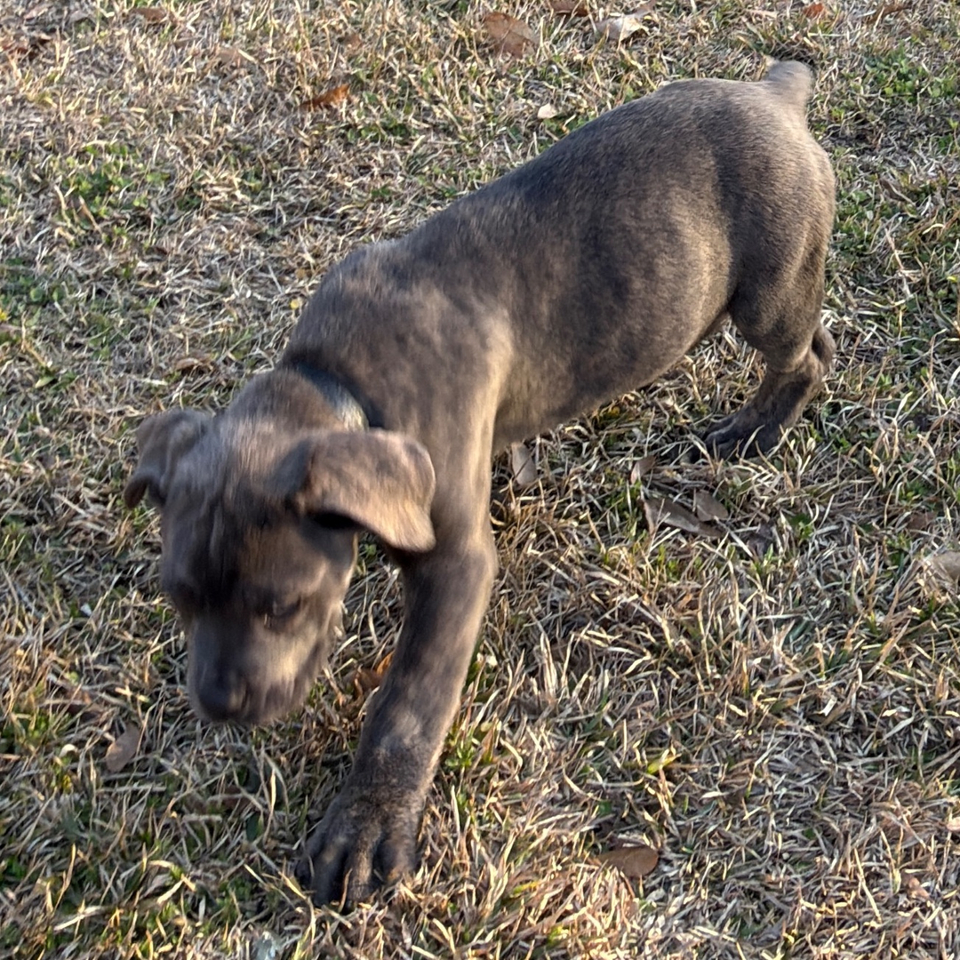 Cruzanto Cane Corso - Image 3