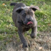 buy cane corso australia