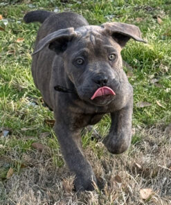 buy cane corso australia