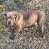 buy cane corso oregon