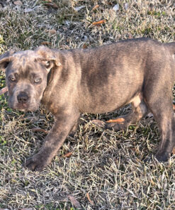 buy cane corso australia