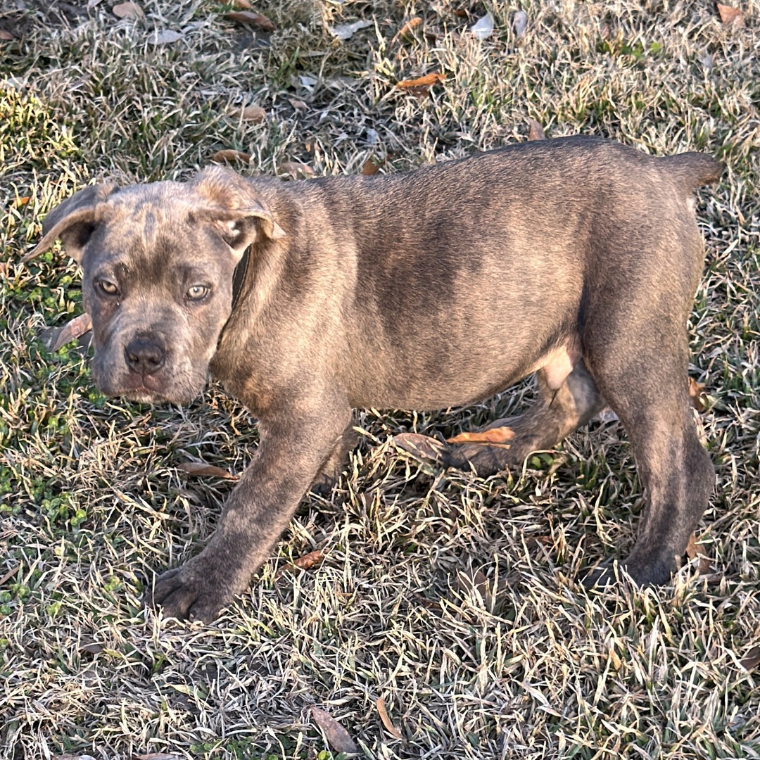 buy cane corso australia