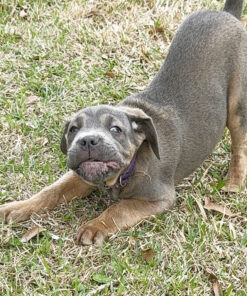 Alternative view of Pinkaa