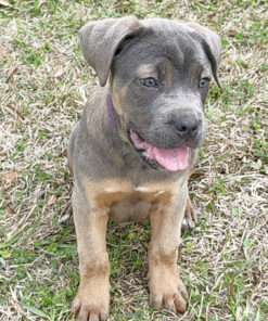 cane corso buy online