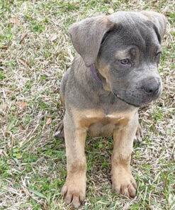 cane corso buy online