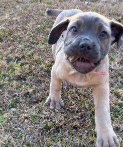 Alternative view of Lilac