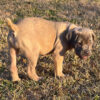 buying a cane corso puppy