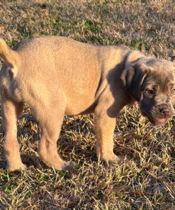 buying a cane corso puppy