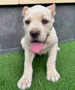 Alternative view of Richi