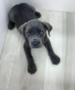 Alternative view of cane corso in canada