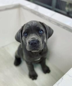 cane corso in canada