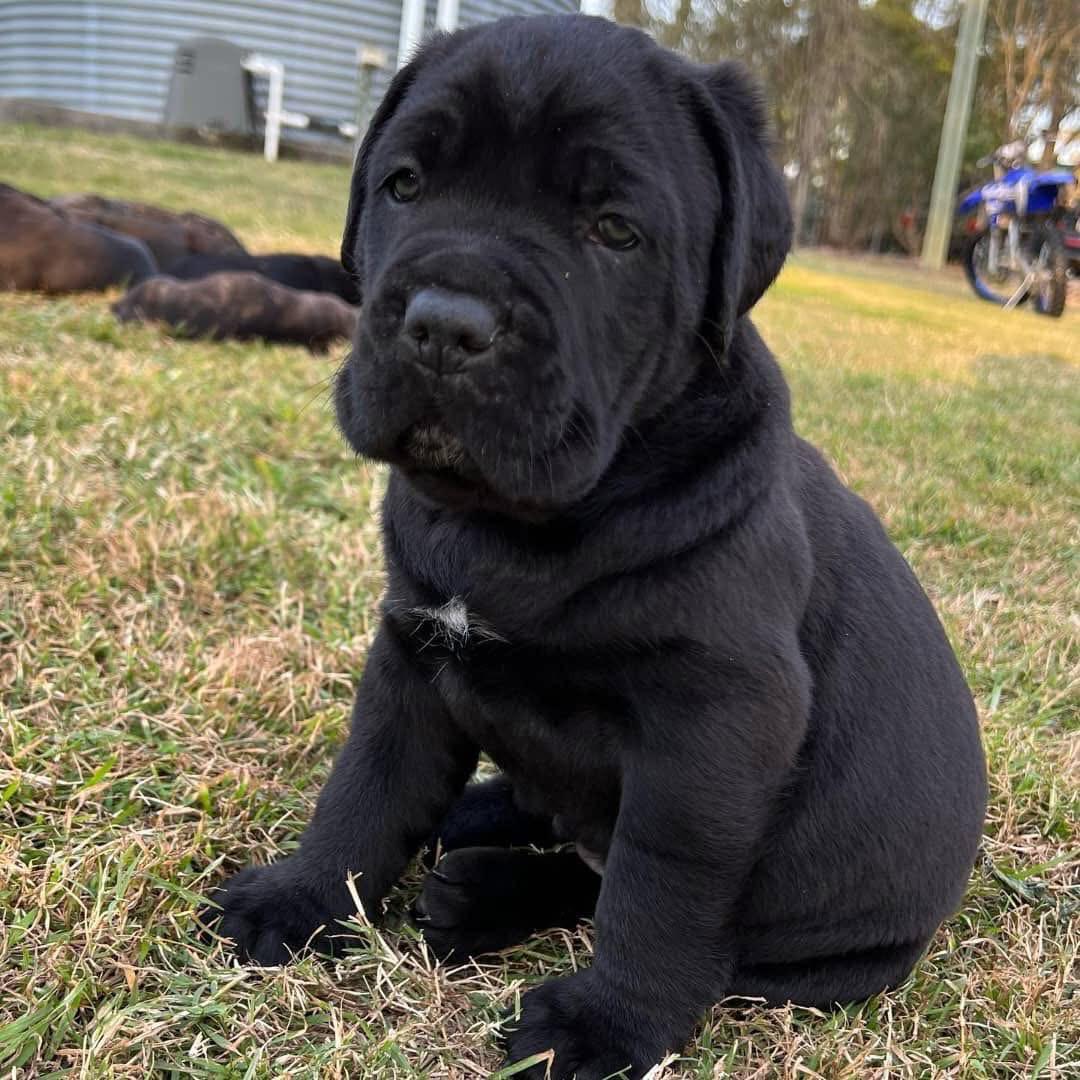 Cane Corso puppies for sale in Kentucky - Image 3
