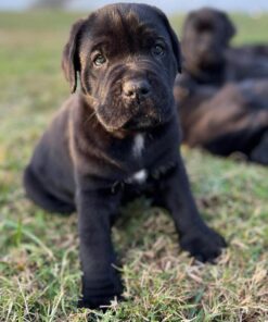 Alternative view of Cane Corso puppies for sale in Kentucky