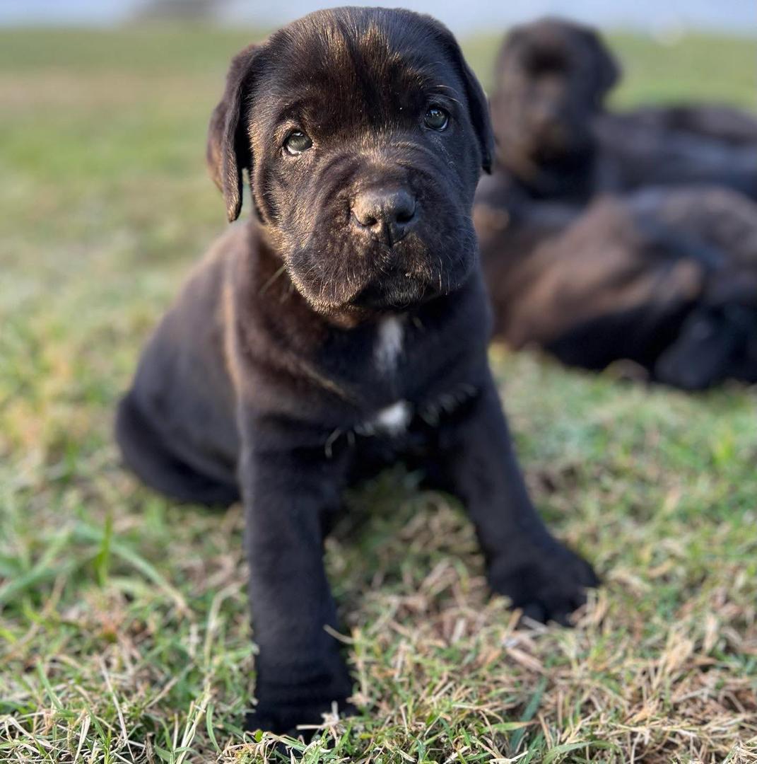 Cane Corso puppies for sale in Kentucky - Image 2