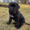 Cane Corso puppies for sale in Kentucky