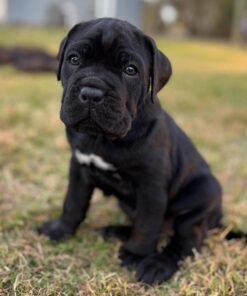 Cane Corso puppies for sale in Kentucky