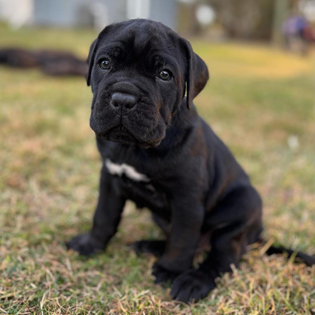 Cane Corso puppies for sale in Kentucky