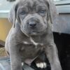 blue cane corso puppies for sale