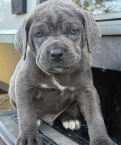 blue cane corso puppies for sale​