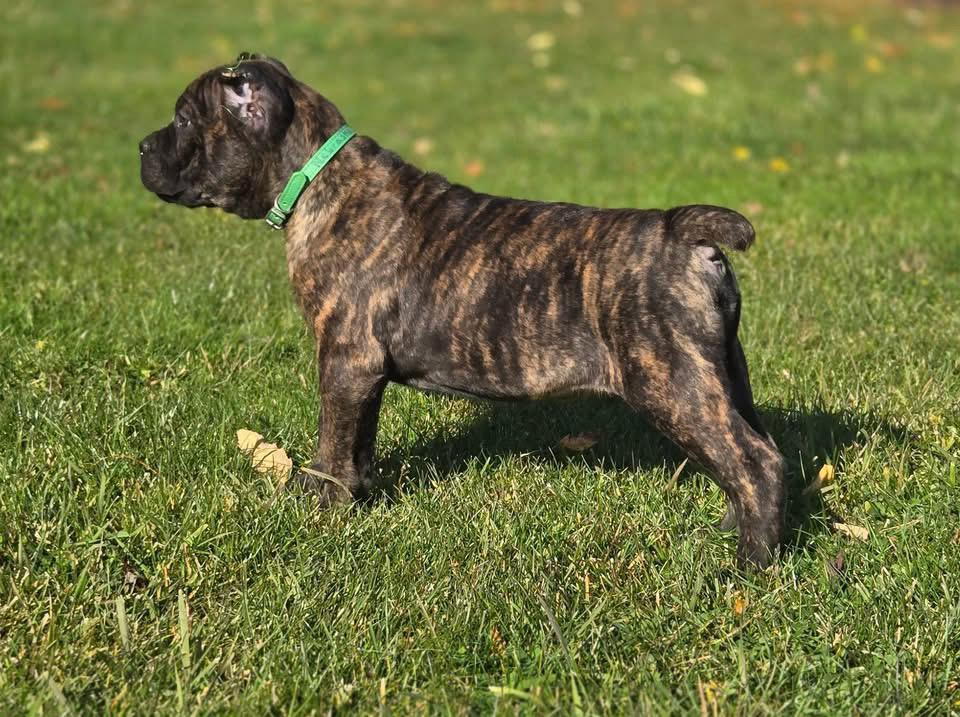 cane corso puppies in ohio - Image 3