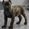 cane corso puppies in ohio​