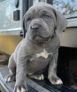 Alternative view of blue cane corso puppies for sale​