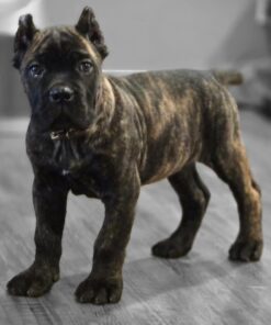 cane corso puppies in ohio​
