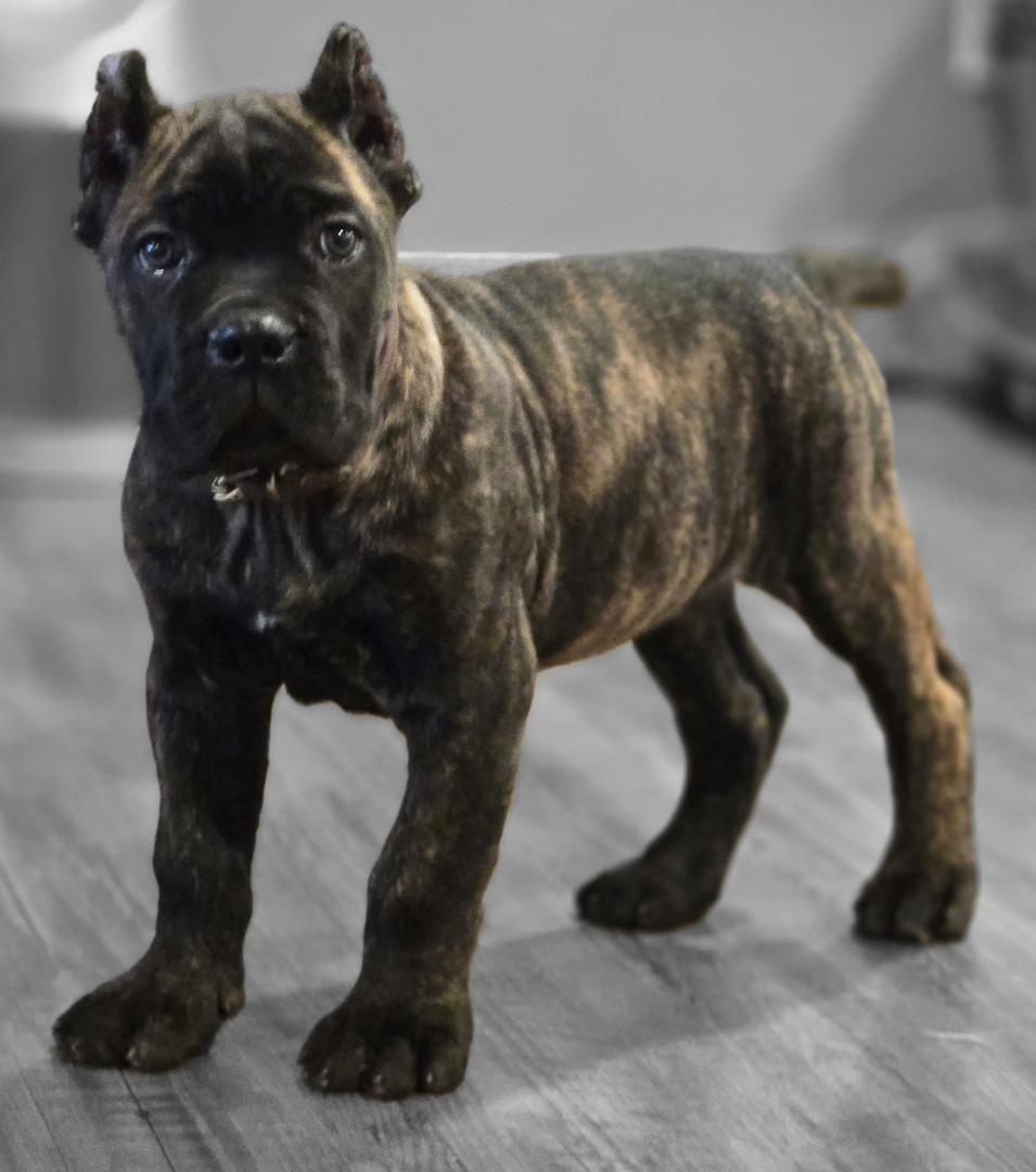 cane corso puppies in ohio