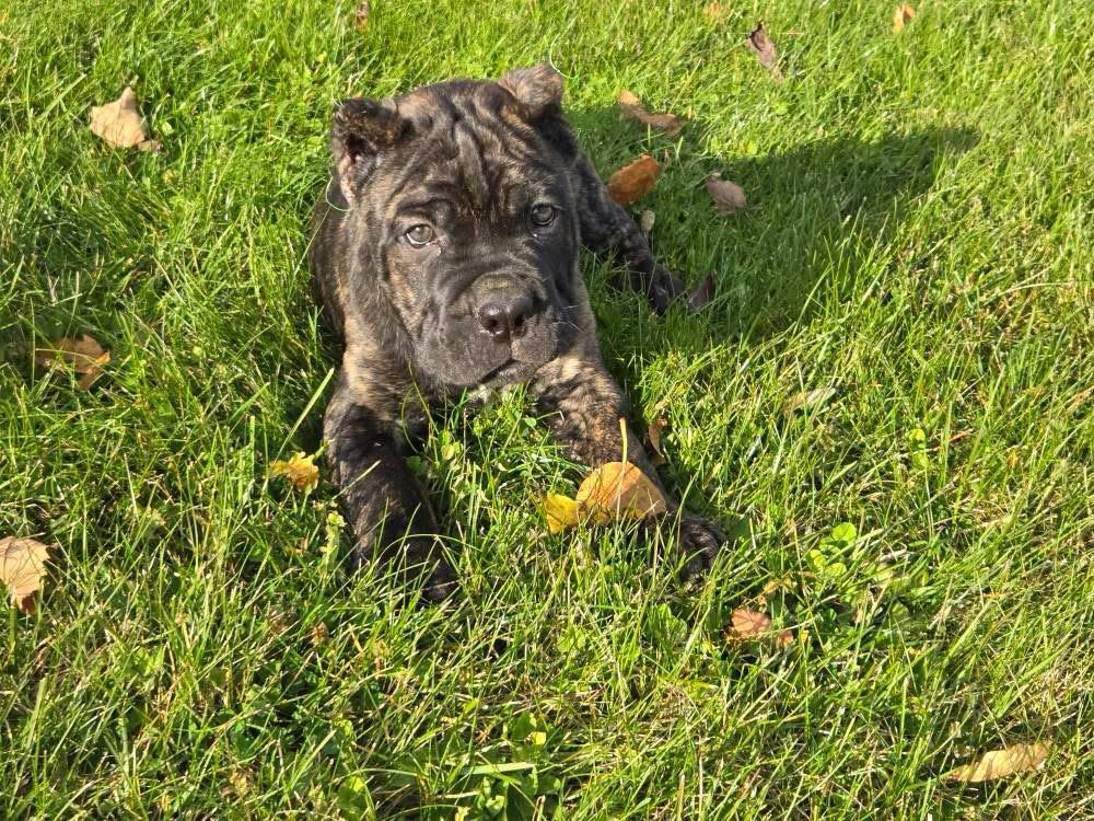 cane corso puppies in ohio - Image 4