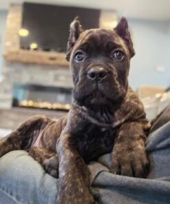 Alternative view of cane corso puppies in ohio​