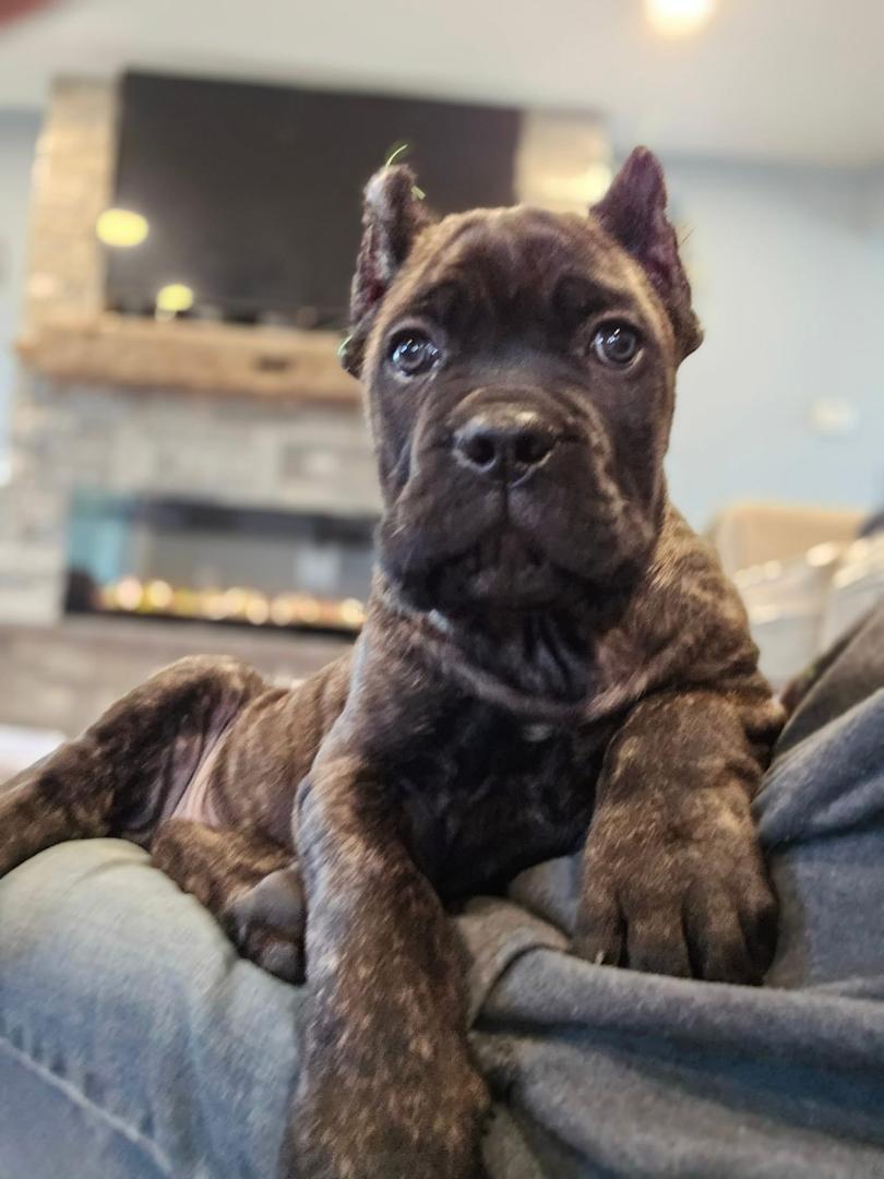cane corso puppies in ohio - Image 2