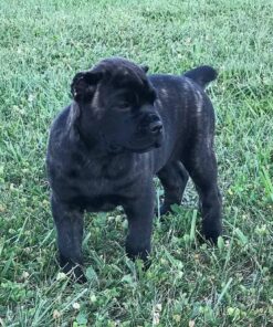 Age: 9 weeks Color: Black brindle Registry: ICCF registered