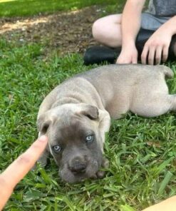 Alternative view of Luna