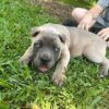 cane corso puppy​