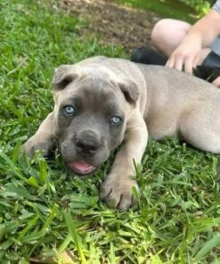 cane corso puppy​